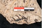 Foto (Detailansicht) von Araucaria sternbergii Goeppert (NHMW-GEO-2024-0188-8302)